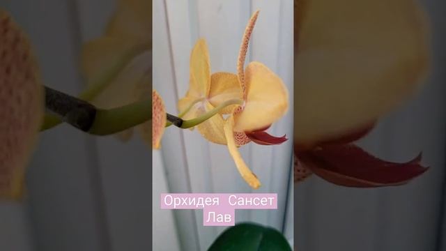 Орхидея Сансет лав во всей красе смотреть онлайн