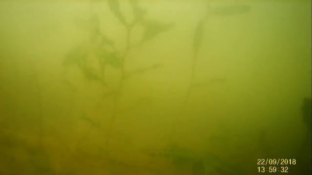 Подводная съемка-огромные стаи окуней смотреть онлайн