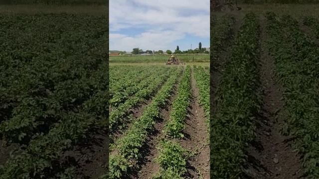 окучивание картофеля смотреть онлайн