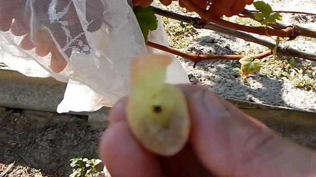 Сорт винограда Преображение Крутой сорт - убедитесь сами Беларусь смотреть онлайн