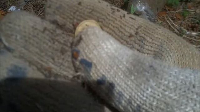 ПОИСК МОНЕТ В ЛЕСУ.