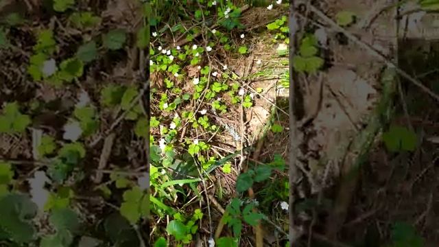 КИСЛИЦА или ЗАЯЧЬЯ КАПУСТА!.mp4