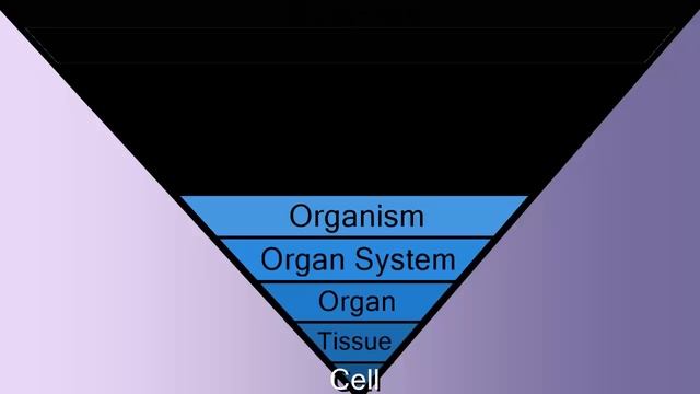 Biological Levels in Biology: The World Tour смотреть онлайн