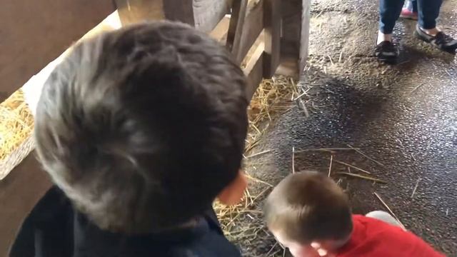 Elmwood Park ZOO!! смотреть онлайн