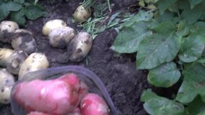 Видео обзор картофеля Жуковский ранний и Импела