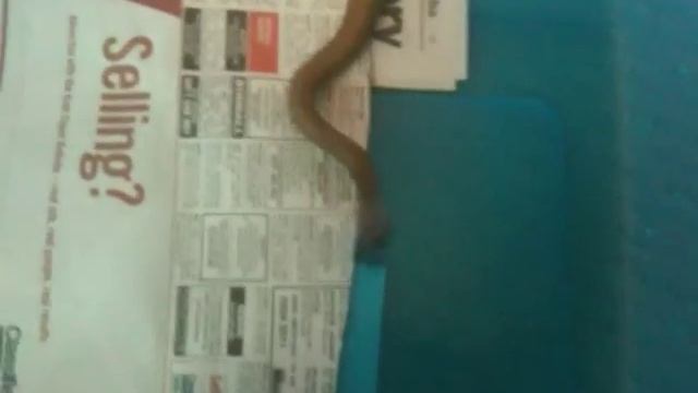 Inland taipan aka fierce snake смотреть онлайн