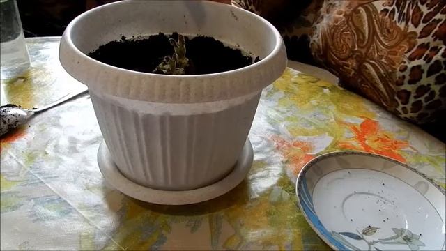 Глоксиния. Посадка клубня глоксинии, купленной в магазине + Легенда о цветке!!! смотреть онлайн