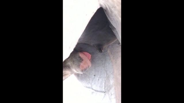 #Терцы в деревне. Оповаживаем жеребят. Обзор наших копытных инструментов. смотреть онлайн