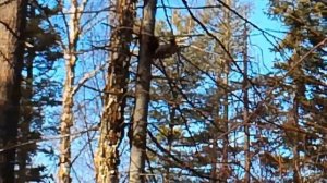 Промысловая охота у подножия Сихотэ-Алиня. ФИЛЬМ 12.mp4