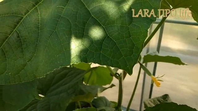 ХВАЛА "ОГУРЕЧНИКУ"! ВСЕГДА С УРОЖАЕМ! ОБЗОР. смотреть онлайн