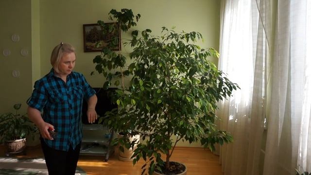 Обрезка взрослого фикуса. Как правильно обрезать взрослый фикус. смотреть онлайн