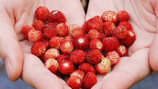 Ягоды для детей. Стихотворение "Земляника" Г. Лебедева. Родственные слова. смотреть онлайн