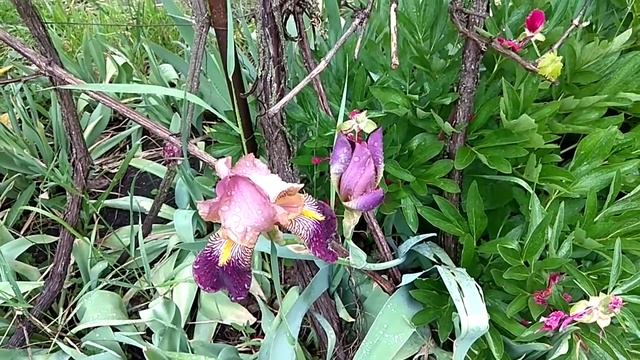Фиолетовые ирисы