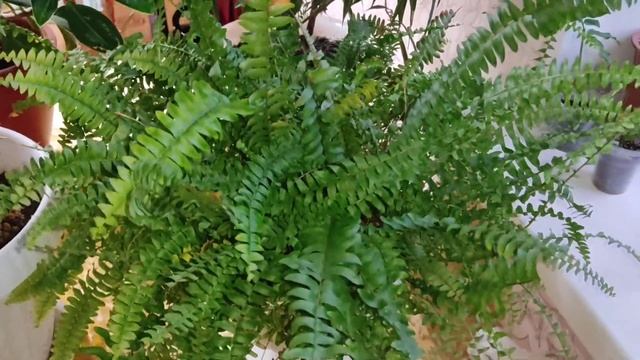 Обзор растений на восточном подоконнике.