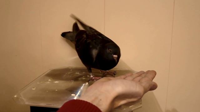 Двушка, дай пять! - забавное видео о Голубе и Тренере смотреть онлайн