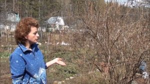 Обрезка кустарников (чубушник). Сайт sadovymir.ru