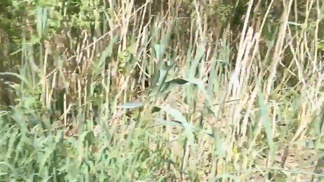 Путешествие на Монахов пруд смотреть онлайн