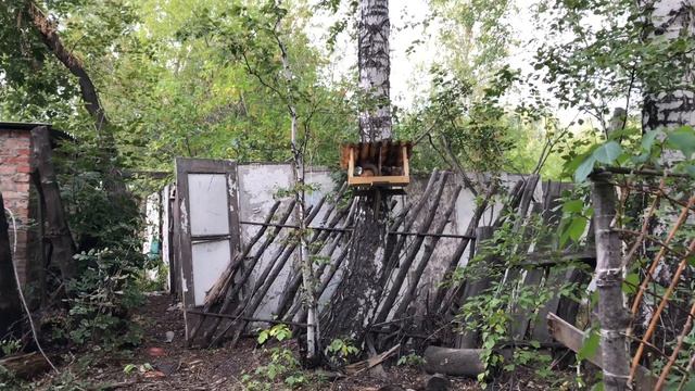 Наша дача превращается в зоопарк. Кошки охотятся на белок смотреть онлайн