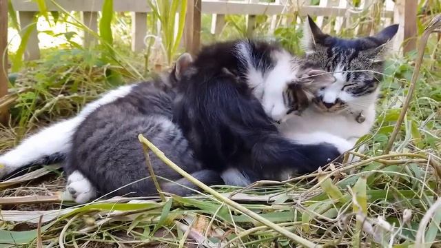 Вы же раньше обходились без меня, сами убирали и готовили, вот и вспоминайте, как это смотреть онлайн