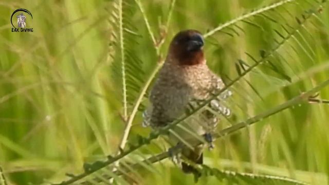 ครั้งแรก กับกล้อง Nikon coolpix P950 ซูมถึงพระจันทร์ смотреть онлайн