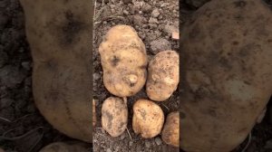 Картофель Сынок