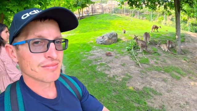 Пражский зоопарк. 🦌🐅🐆🦧🦍🦓🫏🐘👍Сыну очень понравилось и мне то-же. смотреть онлайн