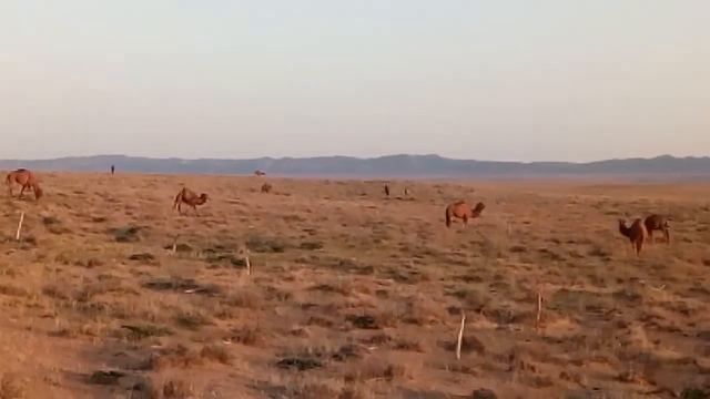 Красные верблюды в Красной пустыне смотреть онлайн