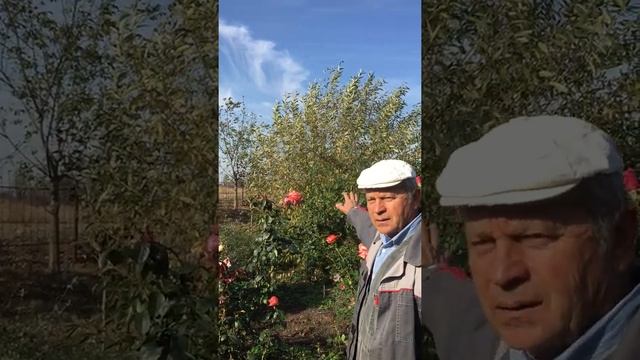 Ель колючая - продажа саженцев | КФХ Манаков смотреть онлайн