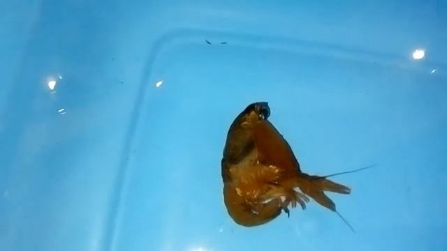 Речной рак "переодевается". Линька. Такого Вы точно не видели! смотреть онлайн