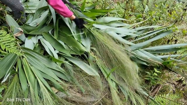 How to Build farm life, wild foraging for pigs and ducks - Green forest life | Ban Thi Diet смотреть онлайн