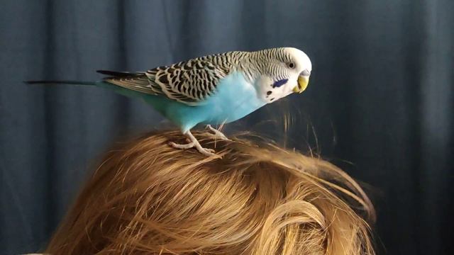 как строит гнездо волнистый попугайчик😆😂how a budgerigar builds a nest смотреть онлайн