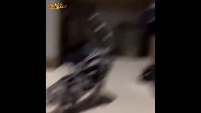 забавные котики - внезапно уставший смотреть онлайн