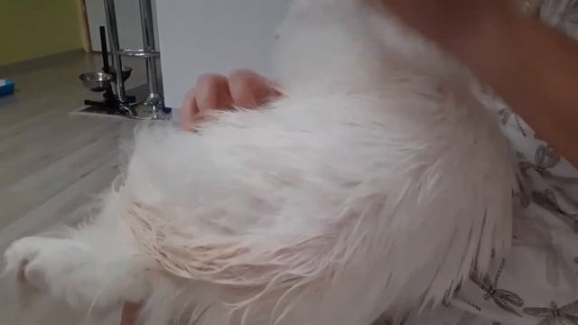 Сальный хвост у кота. Как почистить? смотреть онлайн