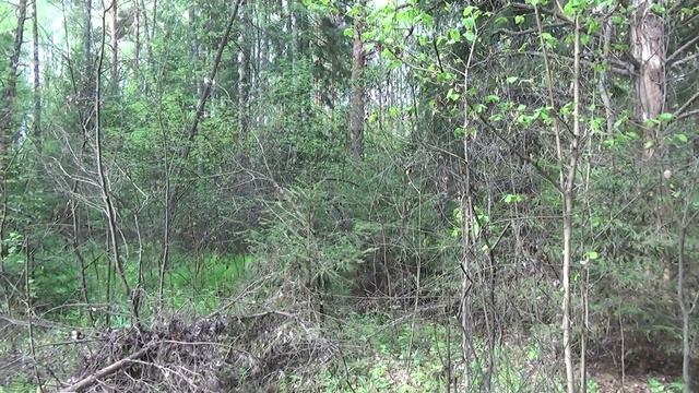 Русские гончие. Забава смотреть онлайн