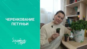 Как черенковать петунию правильно.