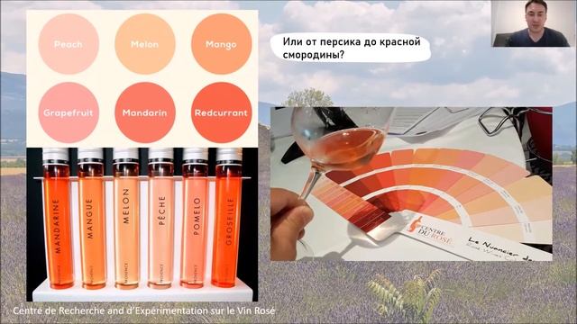 Розовые вина Прованса и Тавеля: нимфы, куропатки и розовая революция. смотреть онлайн