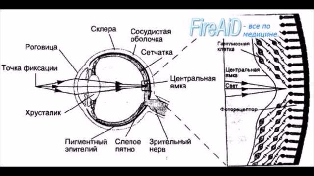Парадоксы зрения - Сессия 1 смотреть онлайн