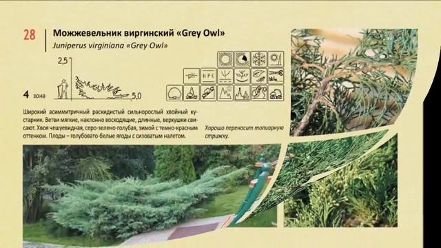 Каталог садовых растений смотреть онлайн