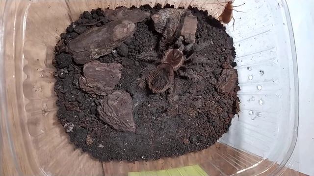 кормлю паука птицееда брахипельма альбопилозум смотреть онлайн