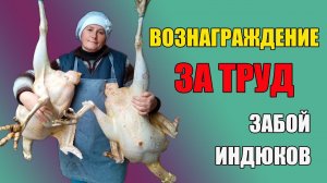 Индюки по 15 кг за 5 месяцев. Забой.