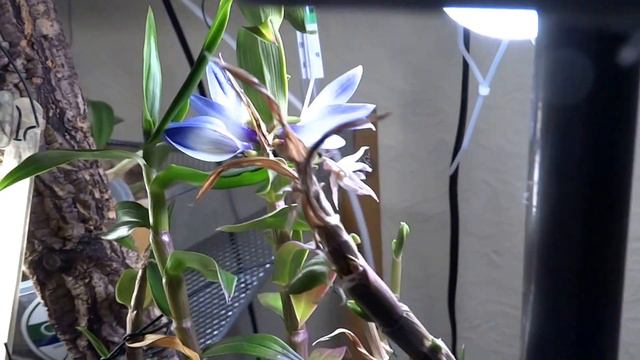 Dendrodium victoriae-reginae смотреть онлайн