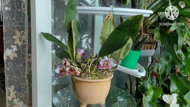 Bifrenaria. Долгая адаптация после пересадки. смотреть онлайн