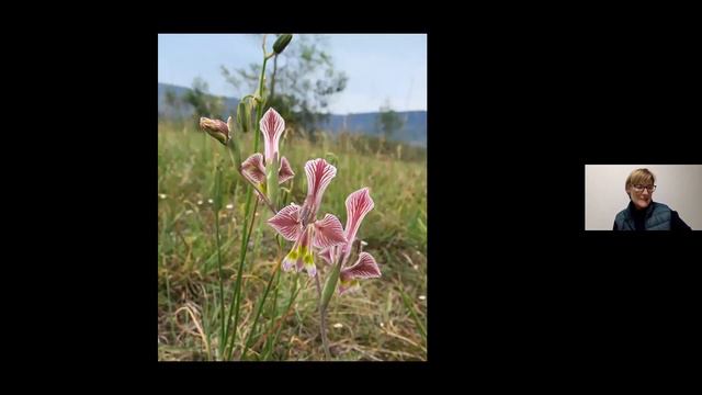 Saunders’ Field Guide To Gladioli Of South Africa