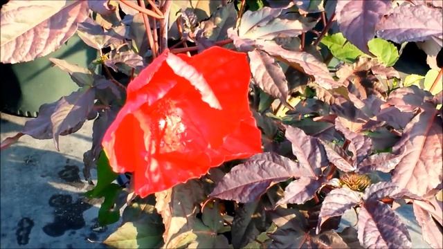 Best Perennials - Hibiscus 'Midnight Marvel' (Rose Mallow) смотреть онлайн