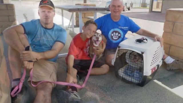 Его так часто возвращали в приют, что он потерял всякую надежду на новую семью смотреть онлайн