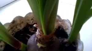 Комнатная лилия. Посадка и уход.