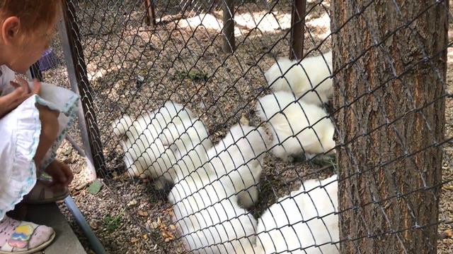 Мир Тайгана так многообразен! Taigan's world is so diverse! смотреть онлайн