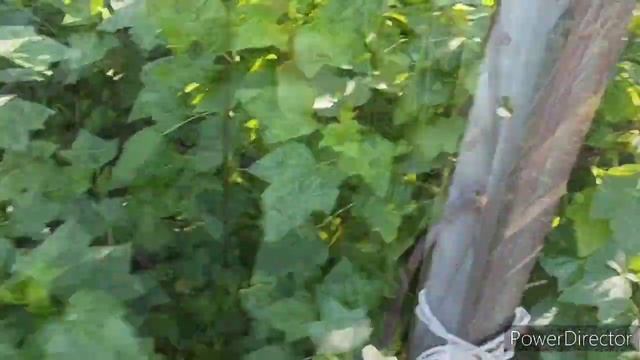 Славянск.05.06.23.Побывали сегодня в детстве. Клубника с грядки это нЕчто‼️А вечер по классике!?? смотреть онлайн