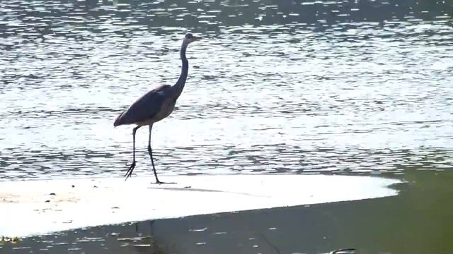 Цапли на Оке смотреть онлайн