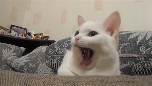 Бесконечный Фарм в RQ Ячейки Памяти + Железный Хлам SKG смотреть онлайн